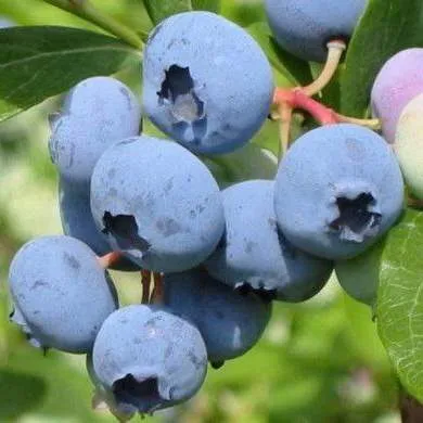 Поздние сорта  Поздние сорта в Калуге