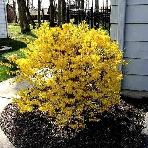 Форзиция ЛЕДНОГОРА промежуточная  Форзиция ЛЕДНОГОРА промежуточная в Калуге