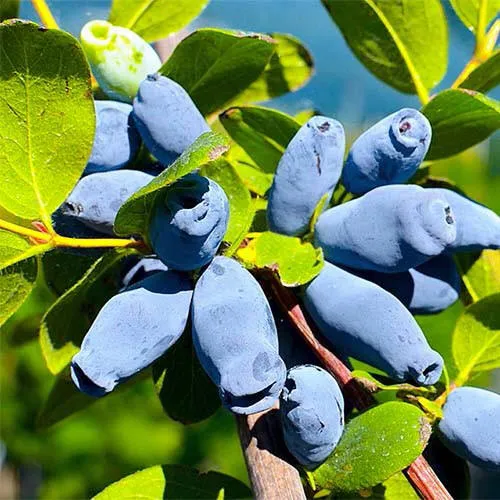 Жимолость съедобная АВРОРА  Жимолость съедобная АВРОРА в Калуге