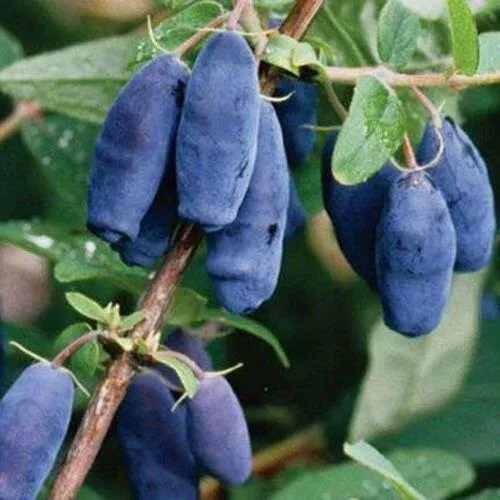 Жимолость съедобная ЛАЗУРНАЯ  Жимолость съедобная ЛАЗУРНАЯ в Калуге