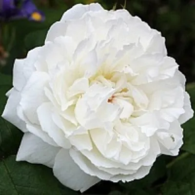 Саженцы роз ВИНЧЕСТЕР КАФЕДРАЛ английская  Саженцы роз ВИНЧЕСТЕР КАФЕДРАЛ английская в Калуге