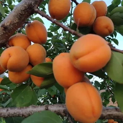 Абрикос ГОЛД РИЧ  Абрикос ГОЛД РИЧ в Калуге