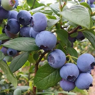 Голубика БЛЮГОЛД  Голубика БЛЮГОЛД в Калуге
