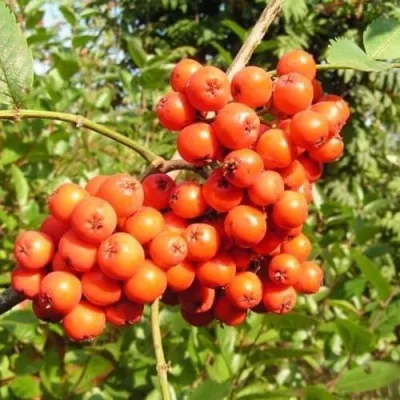 Рябина КОНЦЕНТРА сладкоплодная — описание сорта Рябина КОНЦЕНТРА сладкоплодная в Калуге