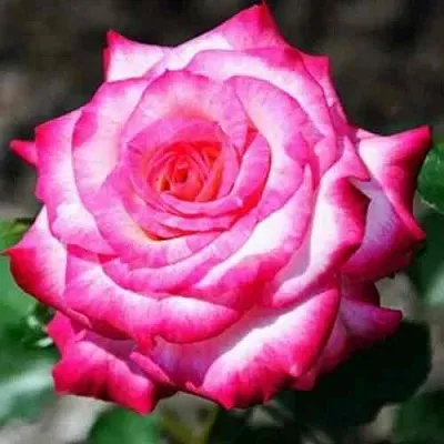 Саженцы роз АРИФА флорибунда  Саженцы роз АРИФА флорибунда в Калуге