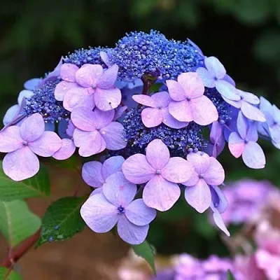 Гортензия ЭНДЛЕСС САММЕР ТВИСТ ЭНД ШАУТ крупнолистная в Калуге