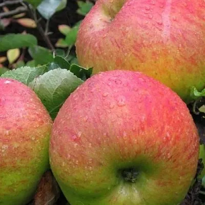 Яблоня ЯБЛОЧНЫЙ СПАС  Яблоня ЯБЛОЧНЫЙ СПАС в Калуге