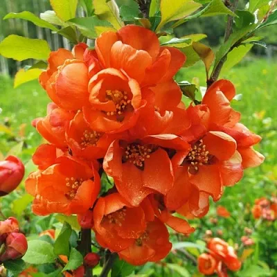 Айва японская в Калуге