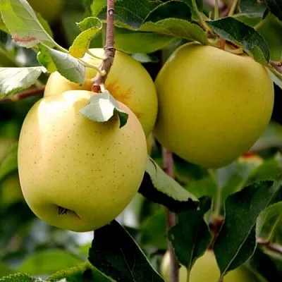 Яблоня ГОЛДЕН ВЛАДИМИРСКИЙ  Яблоня ГОЛДЕН ВЛАДИМИРСКИЙ в Калуге