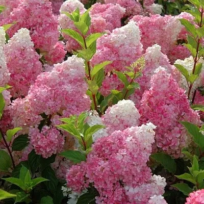 Гортензия МЕЛЬБА ФРАЙЗ метельчатая в Калуге