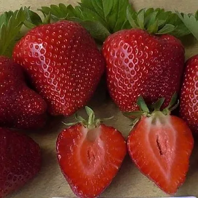 Клубника САНДРА  Клубника САНДРА в Калуге