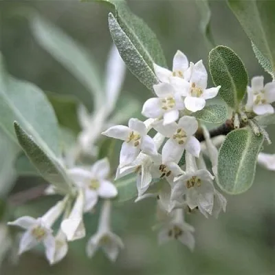 ЛОХ СЕРЕБРИСТЫЙ  ЛОХ СЕРЕБРИСТЫЙ в Калуге
