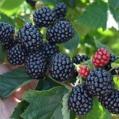 Ежевика ПОЛАР бесшипная в Калуге