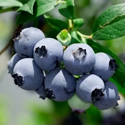 Голубика СИЕРРА  Голубика СИЕРРА в Калуге