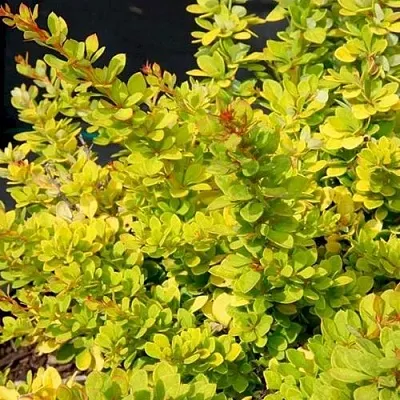 Барбарис СЕНСЕЙШЕН тунберга  Барбарис СЕНСЕЙШЕН тунберга в Калуге