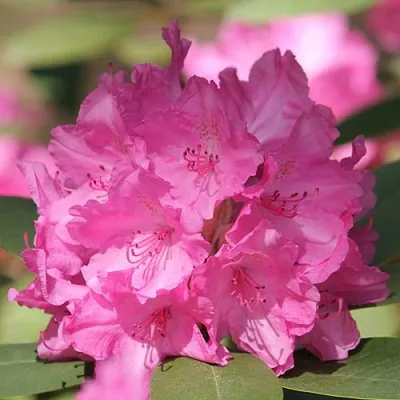 Рододендрон ЛУМИНА  Рододендрон ЛУМИНА в Калуге