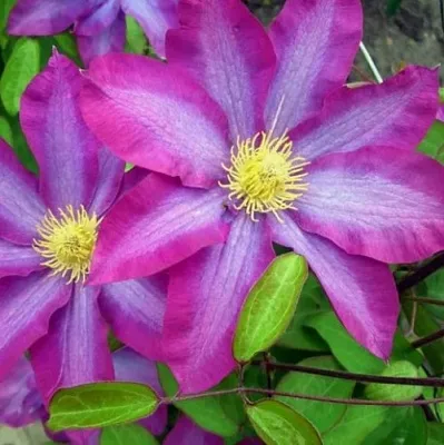 Клематис КАКИО в Калуге