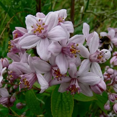 Дейция МОУНТ РОУЗ в Калуге