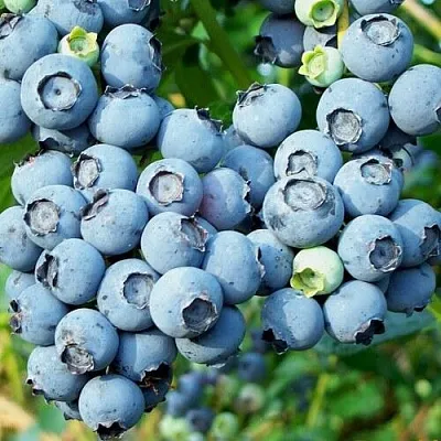 Голубика ПУРУ  Голубика ПУРУ в Калуге