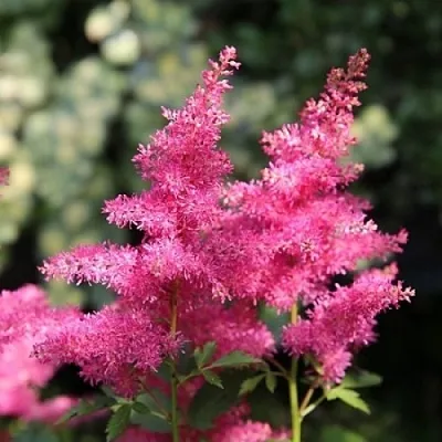Астильба САННИ ДЕЙ гибридная в Калуге