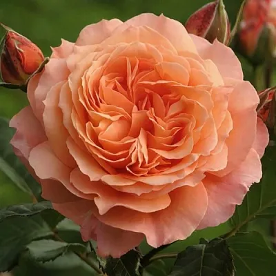 Саженцы роз БЕЛЬВЕДЕР шраб  Саженцы роз БЕЛЬВЕДЕР шраб в Калуге