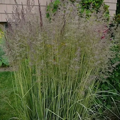 Вейник АВАЛАНШ остроцветковый в Калуге