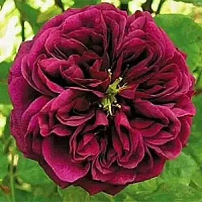 Саженцы роз ЗЕ ПРИНЦ английская  Саженцы роз ЗЕ ПРИНЦ английская в Калуге