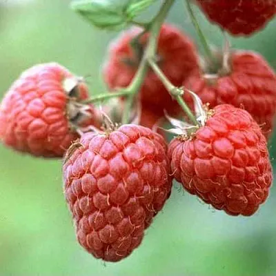 Малина ХЕРИТЕЙДЖ в Калуге