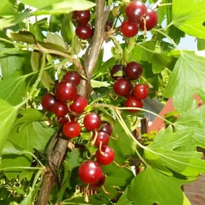 Смородина золотистая ВИШНЕВАЯ  Смородина золотистая ВИШНЕВАЯ в Калуге