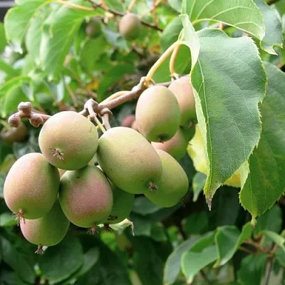 Актинидия ЛЮСИ аргута  в Калуге