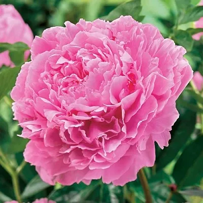 Пион МИСС ЭКХАРТ травянистый в Калуге