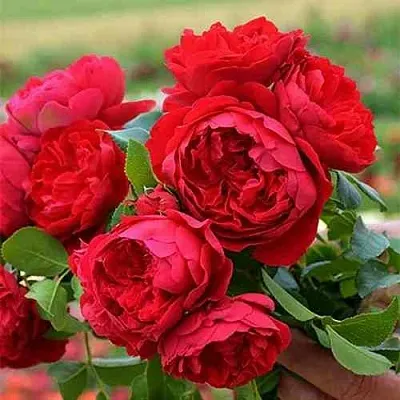 Саженцы роз ФЛОРЕНТИНА плетистая  Саженцы роз ФЛОРЕНТИНА плетистая в Калуге