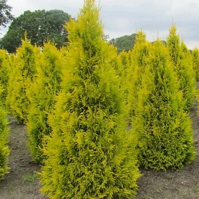 Туя САНКИСТ западная  Туя САНКИСТ западная в Калуге
