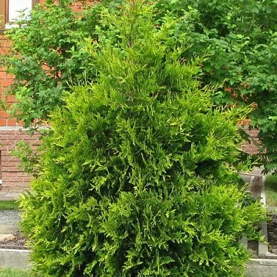 Туя АНЯ (АНИЕ) западная  Туя АНЯ (АНИЕ) западная в Калуге