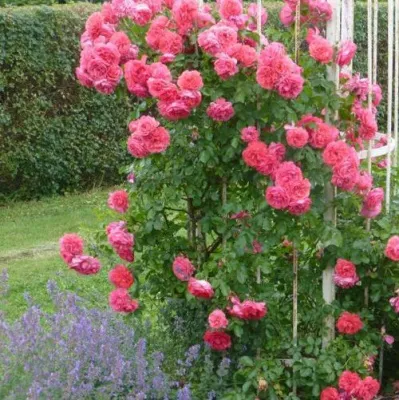 Саженцы роз РОЗЕУМ ЮТЕРСОН плетистая — описание сорта Саженцы роз РОЗЕУМ ЮТЕРСОН плетистая в Калуге