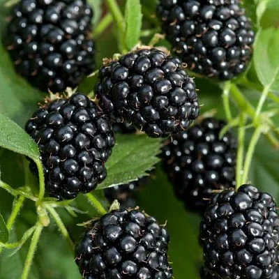 Ежевика АГАВАМ в Калуге