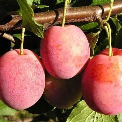 Слива ВИКТОРИЯ  Слива ВИКТОРИЯ в Калуге