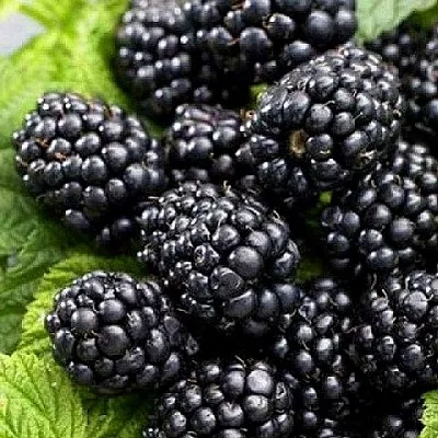 Ежевика БЖЕЗИНА бесшипная в Калуге