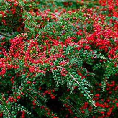 Кизильник горизонтальный  Кизильник горизонтальный в Калуге