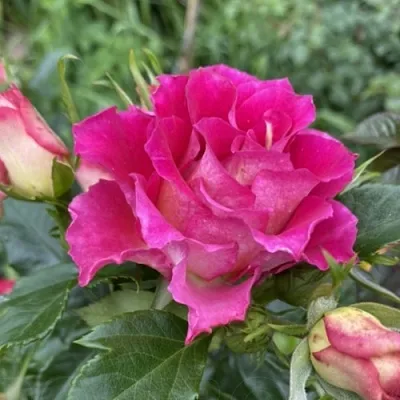 Саженцы роз БРЕРА флорибунда  Саженцы роз БРЕРА флорибунда в Калуге