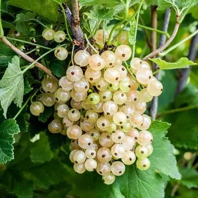 Смородина белая БЕЛАЯ ПОТАПЕНКО  Смородина белая БЕЛАЯ ПОТАПЕНКО в Калуге