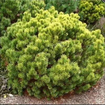 Ель ДАНС ДВАРФ обыкновення  Ель ДАНС ДВАРФ обыкновення в Калуге