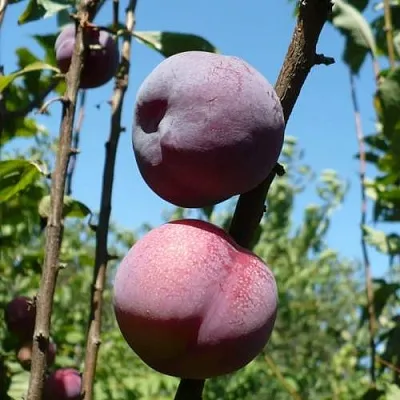 Плумкот ВЕЙ ВОНГ  Плумкот ВЕЙ ВОНГ в Калуге