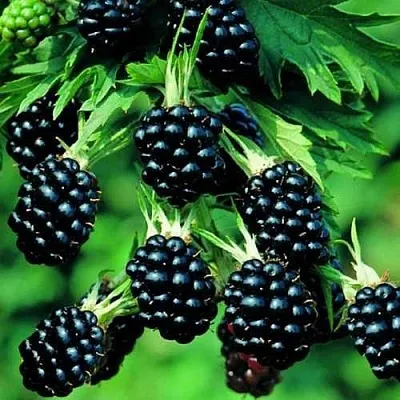 Ежевика КИТАНИНИ бесшипная в Калуге