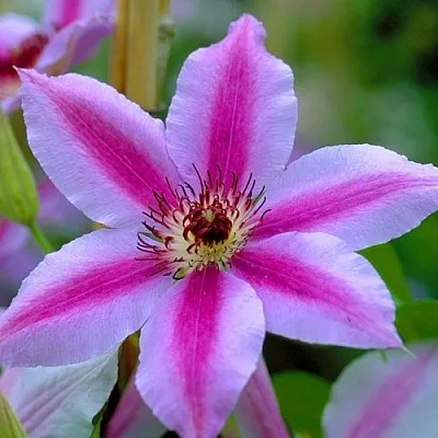 Клематис НЕЛЛИ МОЗЕР  Клематис НЕЛЛИ МОЗЕР в Калуге