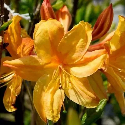 Азалия ГОЛДЕН ЛАЙТС листопадная  Азалия ГОЛДЕН ЛАЙТС листопадная в Калуге