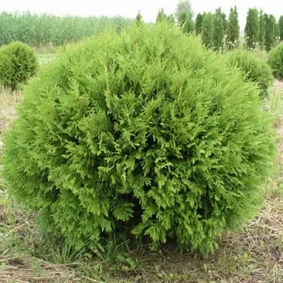 Туя ГЛОБОЗА западная  Туя ГЛОБОЗА западная в Калуге
