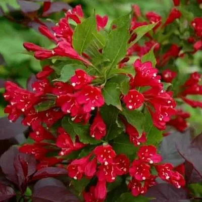 Вейгела РЕД ПРИНЦ  Вейгела РЕД ПРИНЦ в Калуге