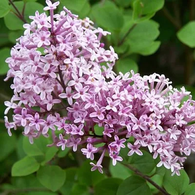 Сирень ПАЛИБИН   Сирень ПАЛИБИН  в Калуге