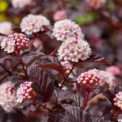 Пузыреплодник АНДРЕ   Пузыреплодник АНДРЕ  в Калуге